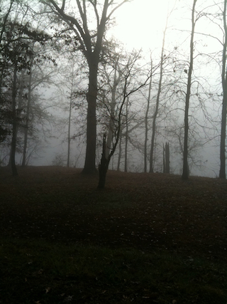 foggy trees