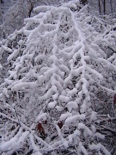 snowy trees